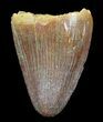 Cretaceous Fossil Crocodile Tooth - Morocco #50234-1